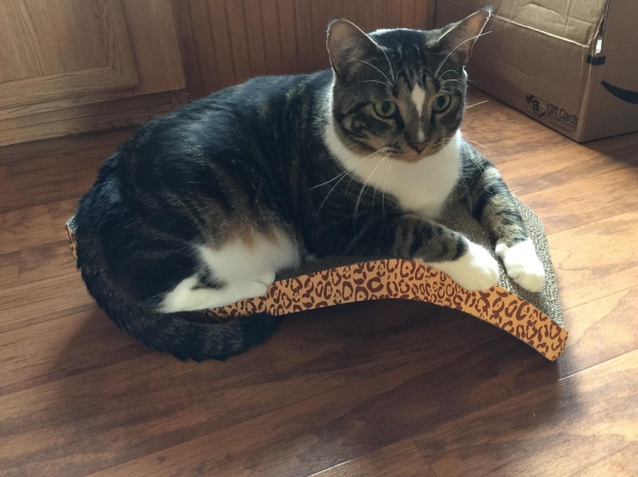 A cat on the cat scratcher board