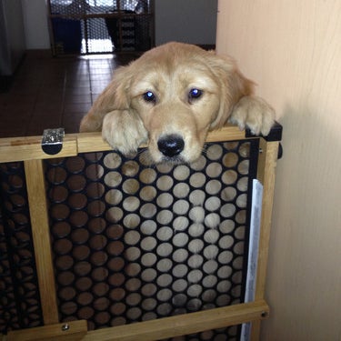 Reviewer&#x27;s dog resting their head on the gate