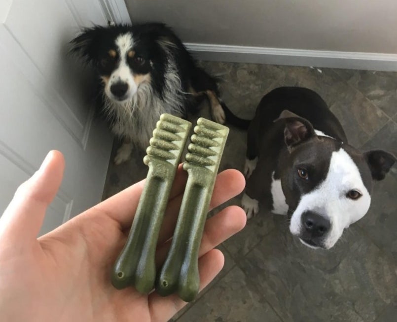 Two dogs waiting to eat the greenies dog treats