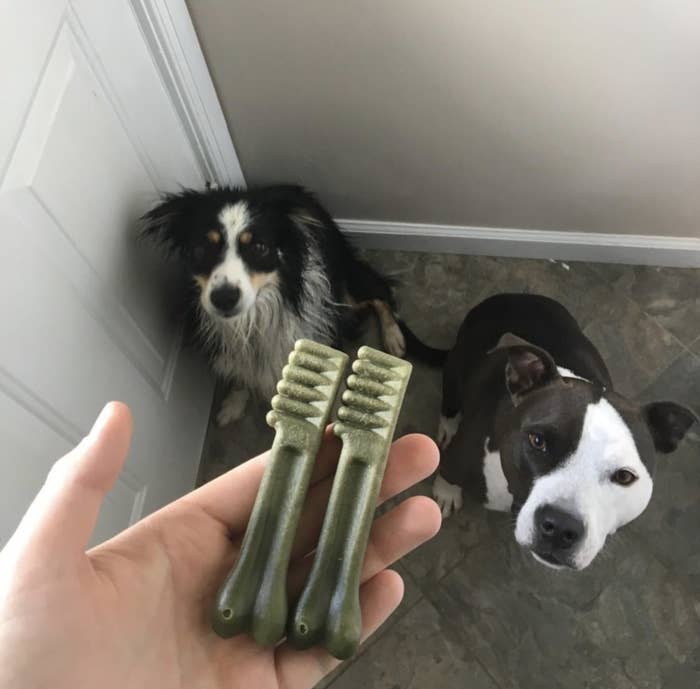 Person is holding two green dental treats in front of two dogs