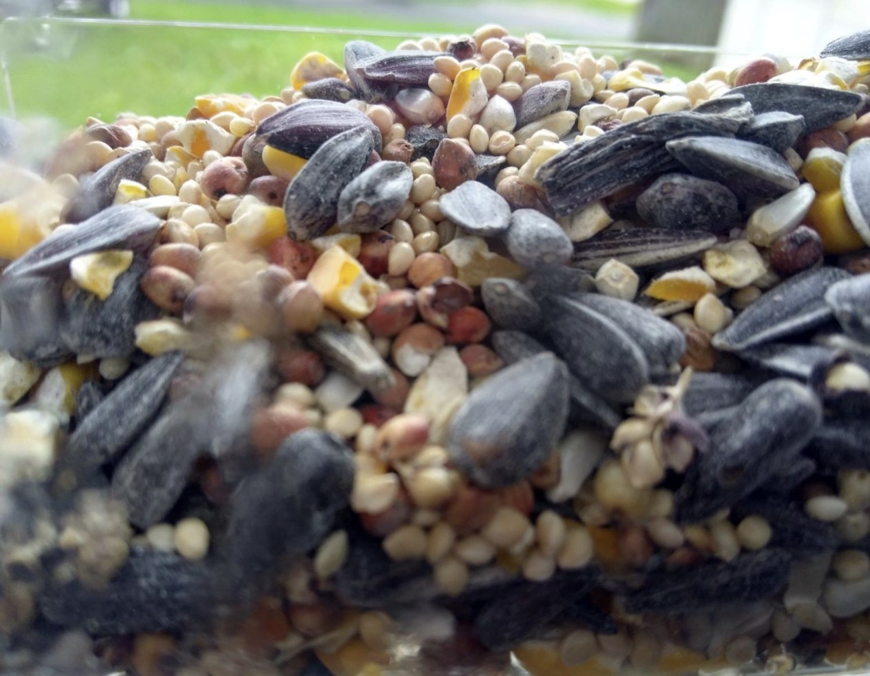 a variety of wild seeds