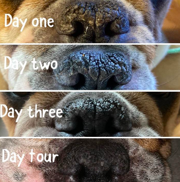 Reviewer's dog's nose sore and cracked with improvement each day for four days 