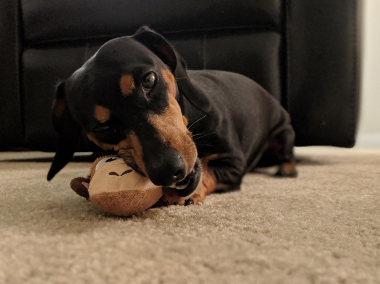 A dachshund chewing on the chew toy 