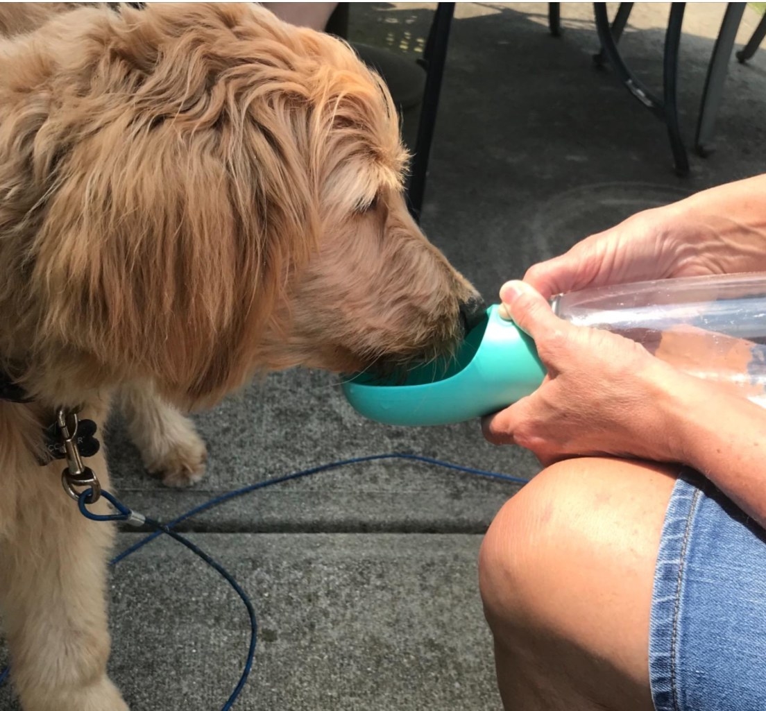 A dog getting water out of the trough of the water bottle