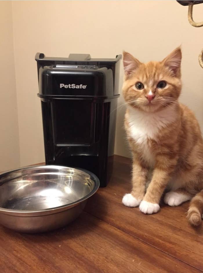 A cat waiting to be fed by the automatic pet feeder