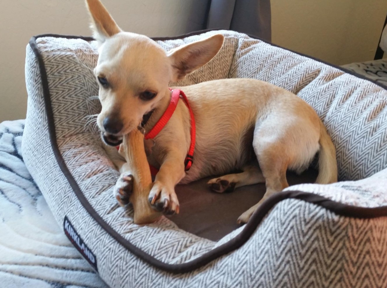 A chihuahua chewing on the stick toy