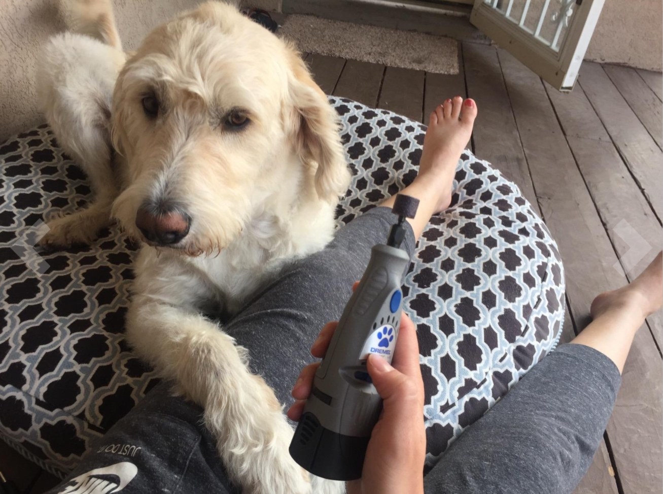 A labradoodle waiting to have its nails trimmed by the tool