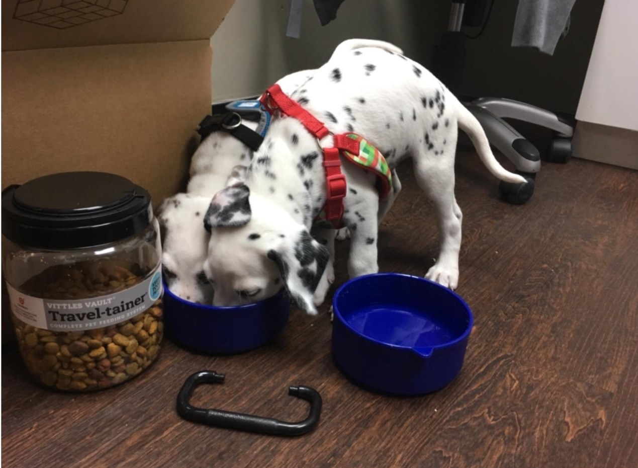 Two dogs feeding out of the detachable food bowl