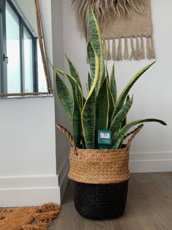 A snake plant with the meter in the center, showing it is slightly under watered 