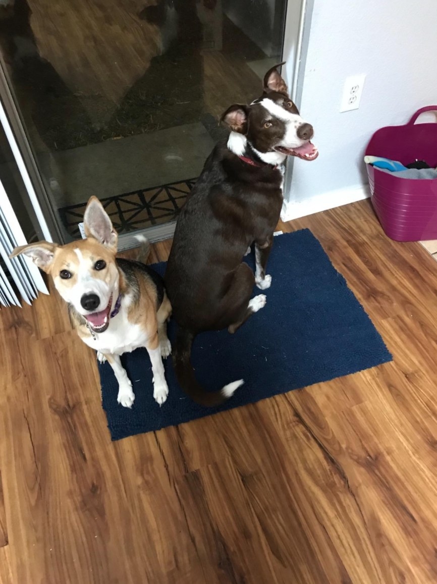 Two dogs happily sitting on the doormat