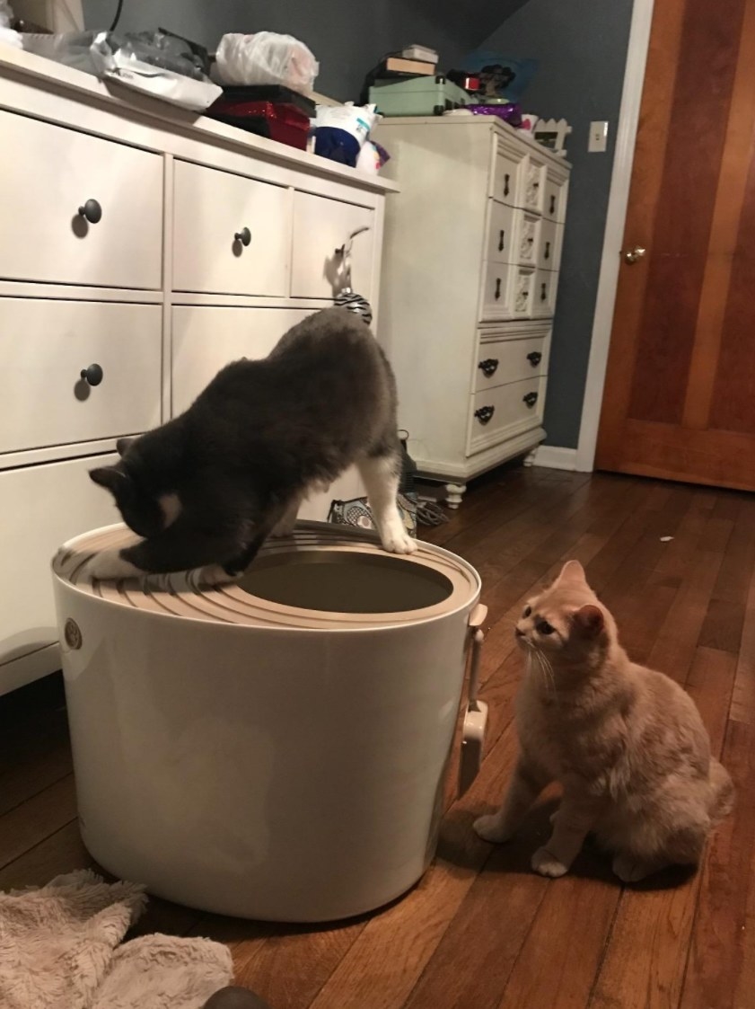 A cat entering the litter box from the top