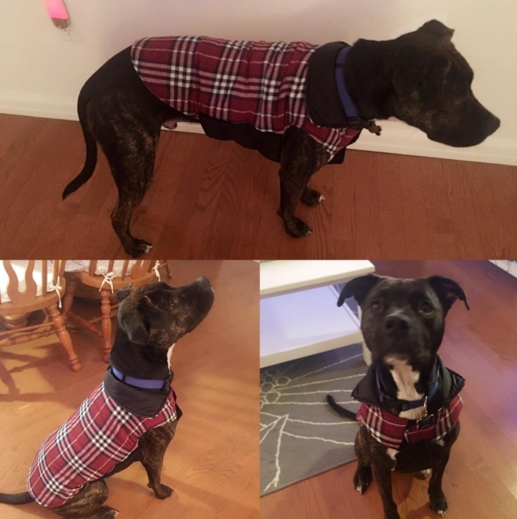 A dog shown wearing the plaid coat at various angles