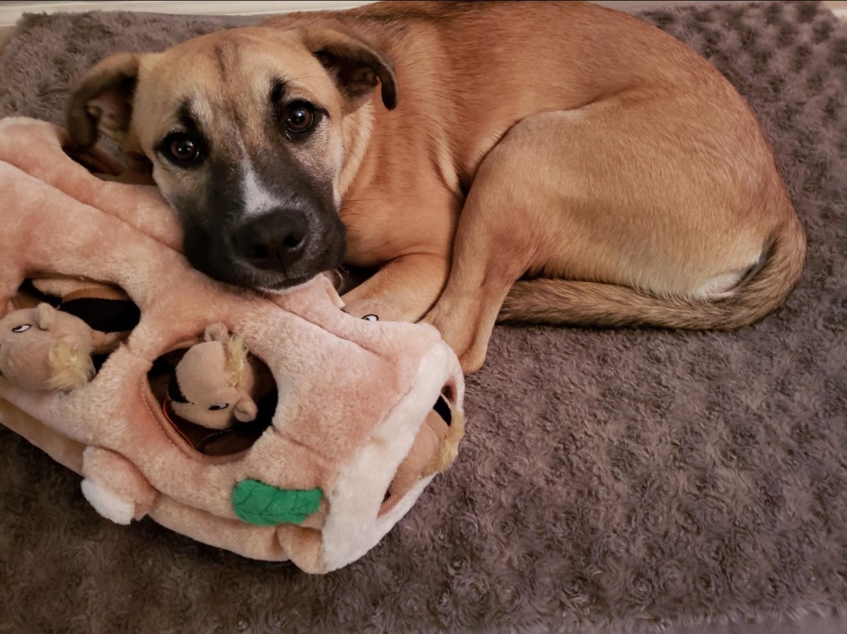 A dog snuggling up with the hide and seek plush toy