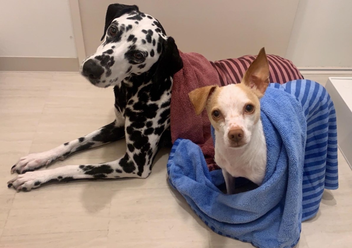 Two dogs wrapped in the pet towel