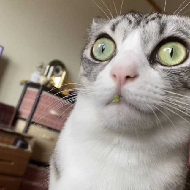 レタスを盗み食いした犯人はだれ 猫の口から証拠がはみ出しているものの