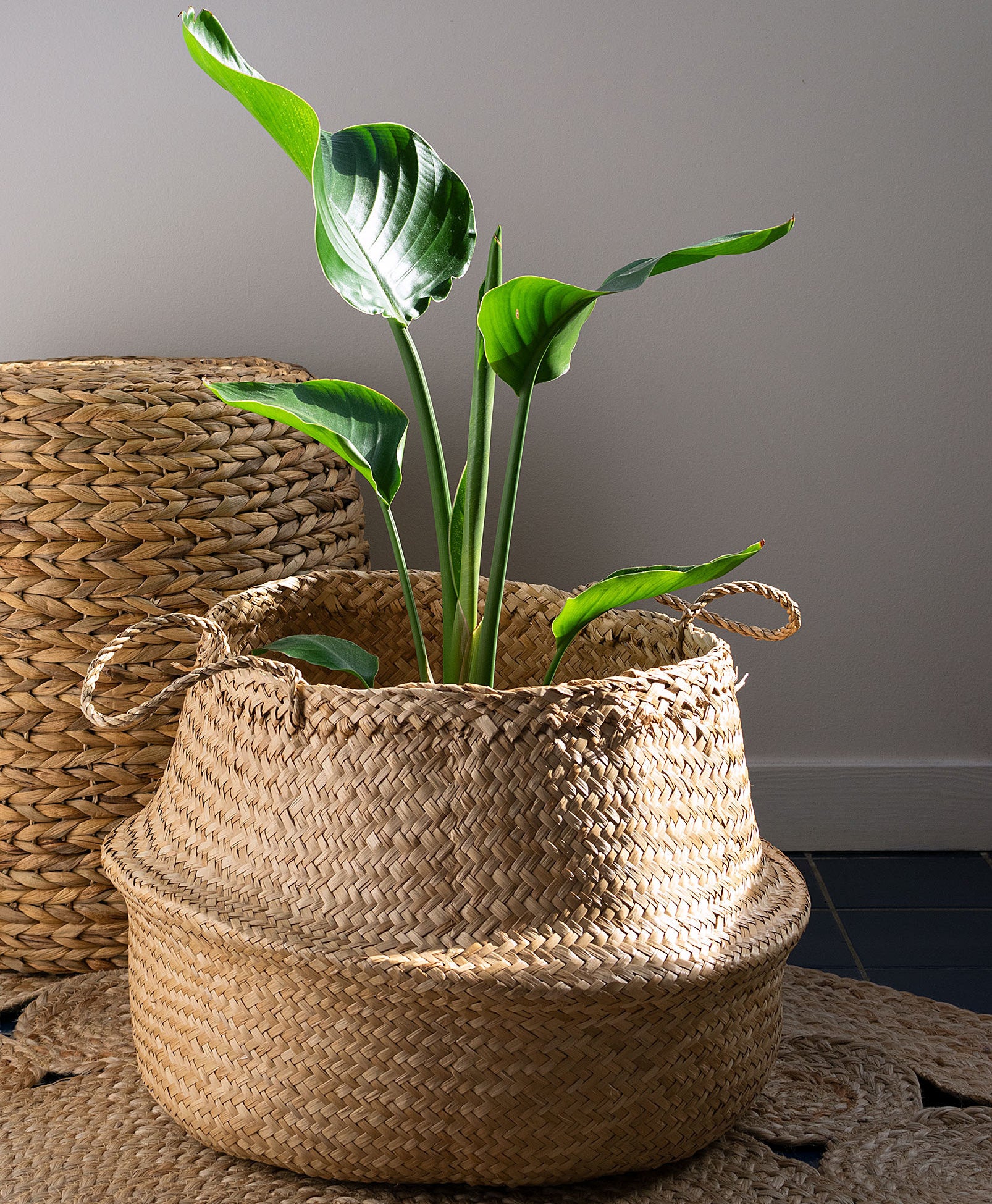 A plant in the basket