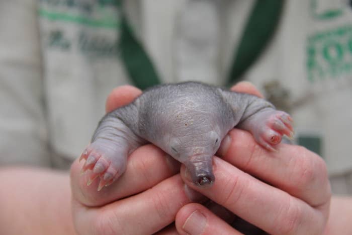 Baby puggle being held in the hands — it has little to no fur, sharp claws and an elongated nose