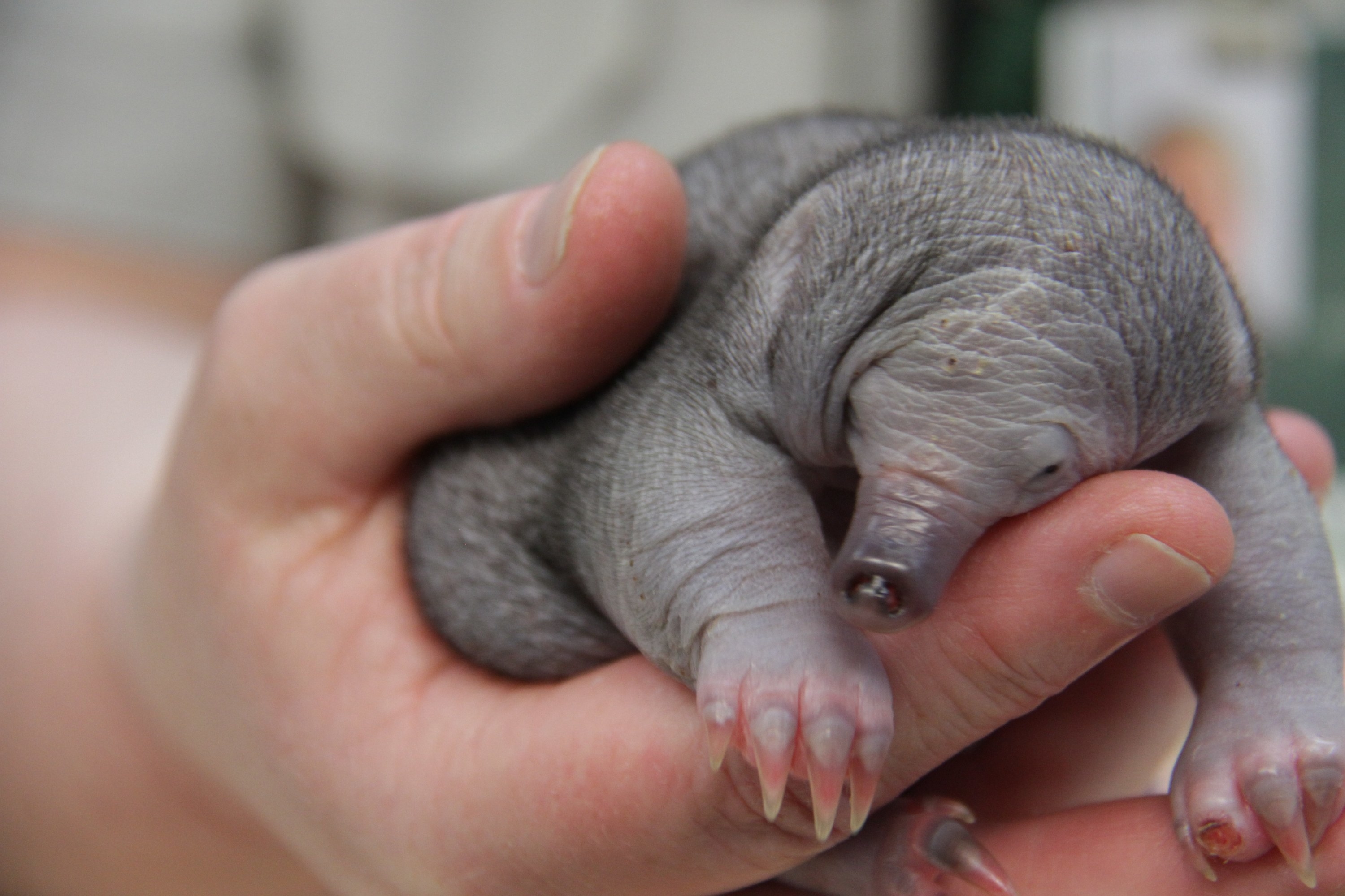 Puggle curling up in the hands of a keeper, resting its body on the thumb and pointer finger