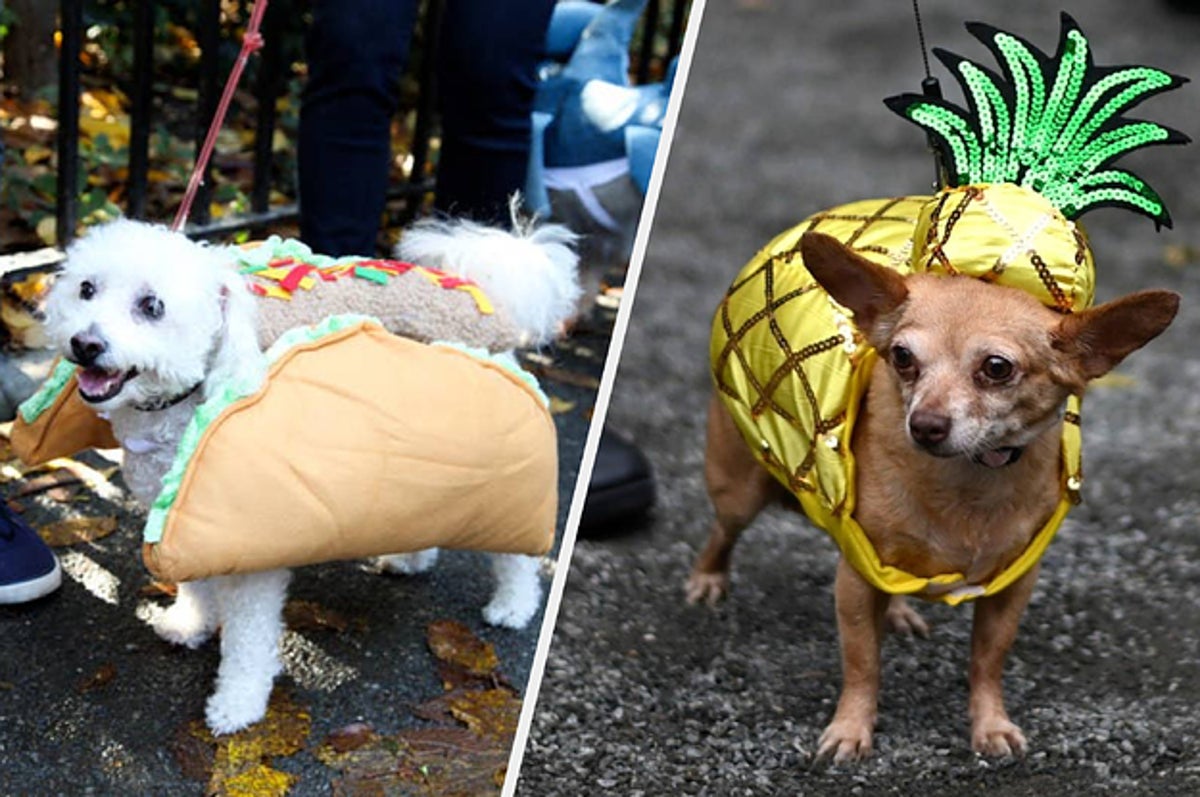 一足お先に 犬のハロウィン仮装大会が癒しでしかない