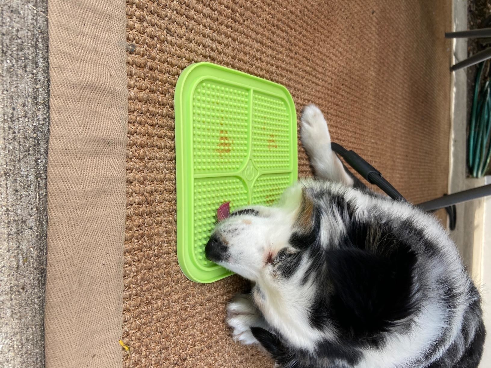 Reviewer&#x27;s dog licking the peanut butter off the pad