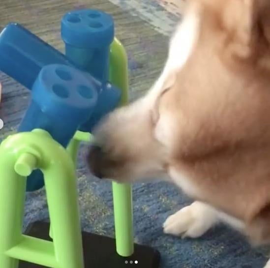 Reviewer&#x27;s dog playing with the feeder to eat treats