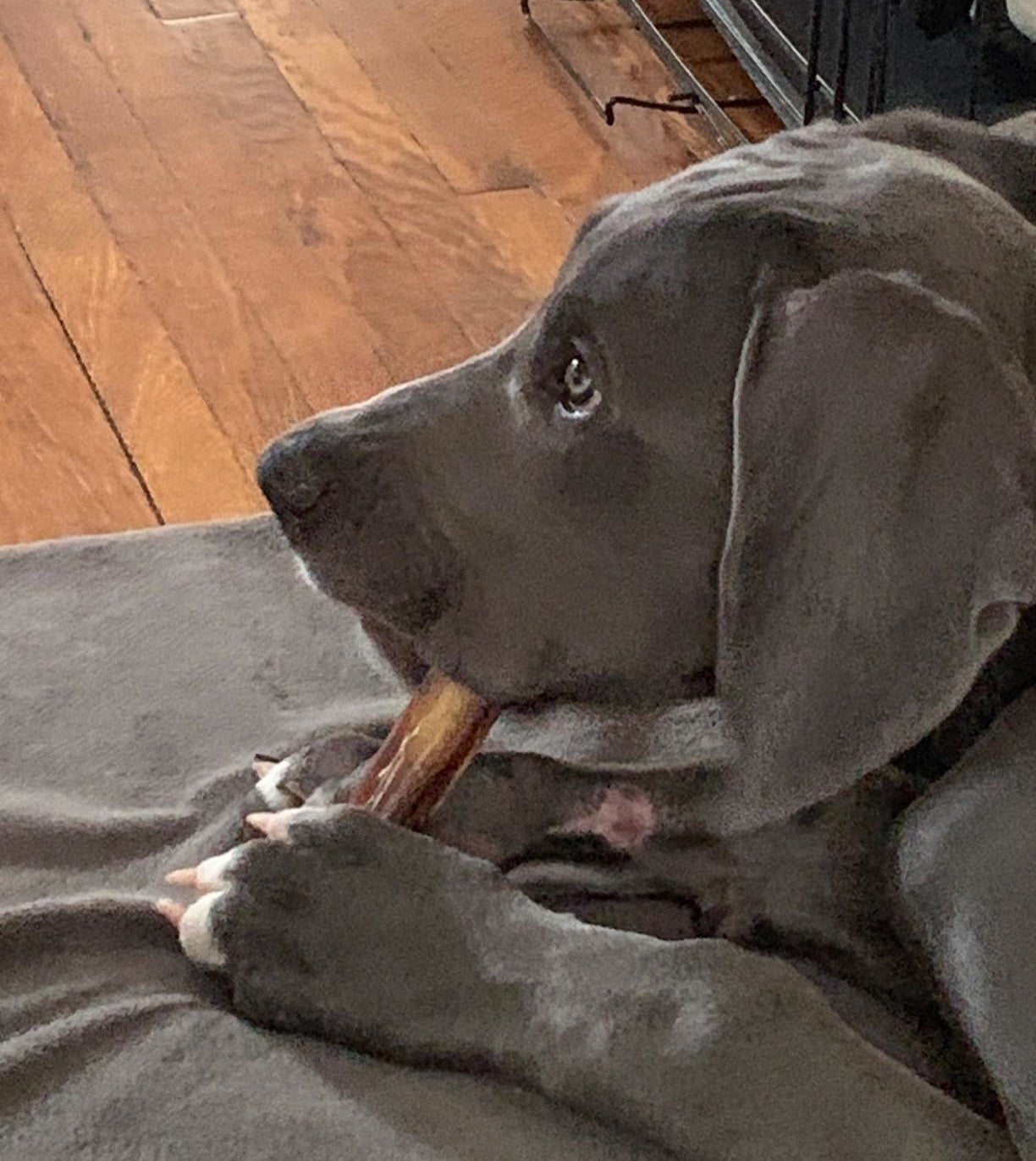 Reviewer&#x27;s large dog chewing on the bone