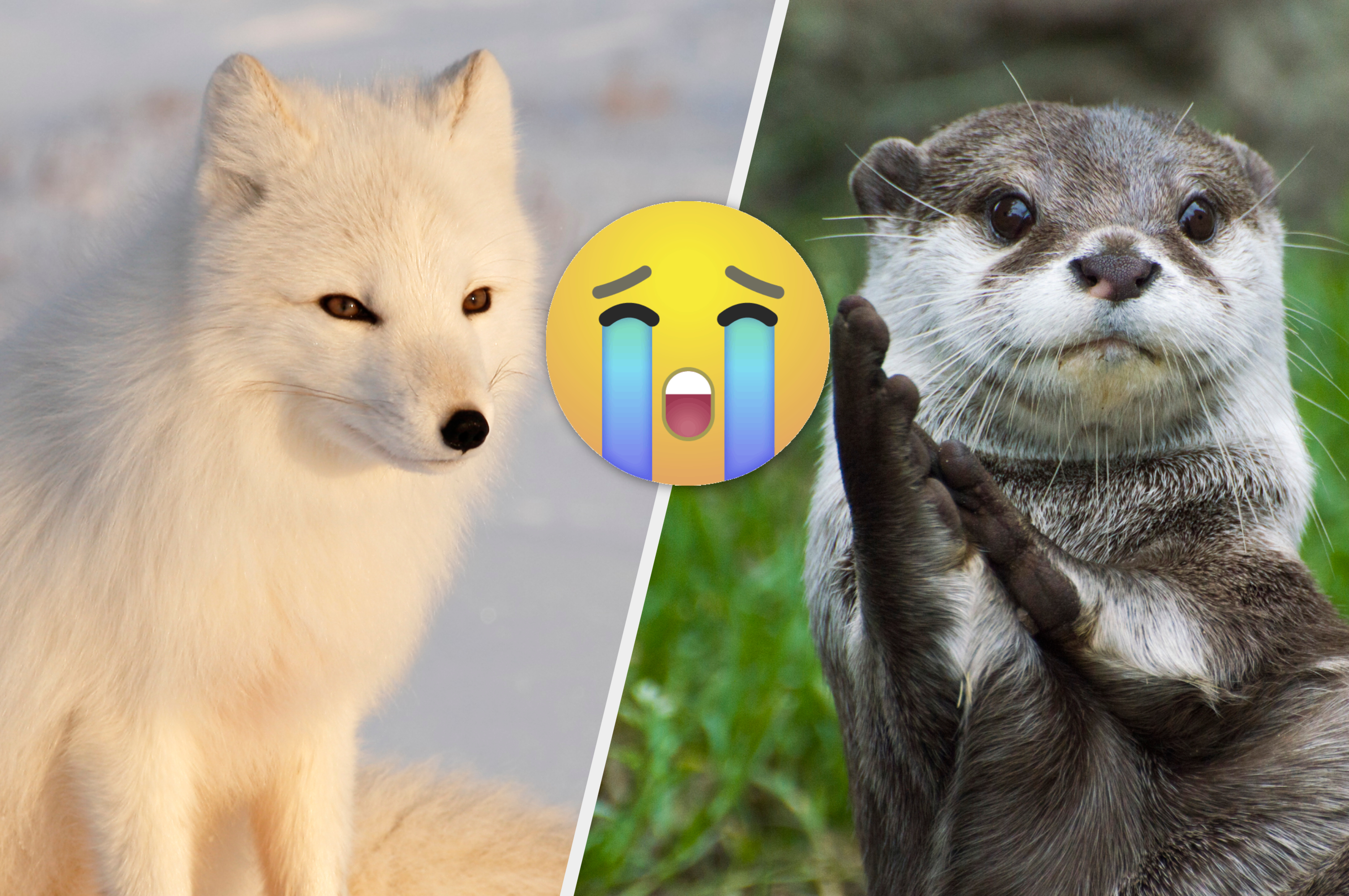 Animal Would You Rather Questions Quiz Animal Would You Rather Questions Quiz