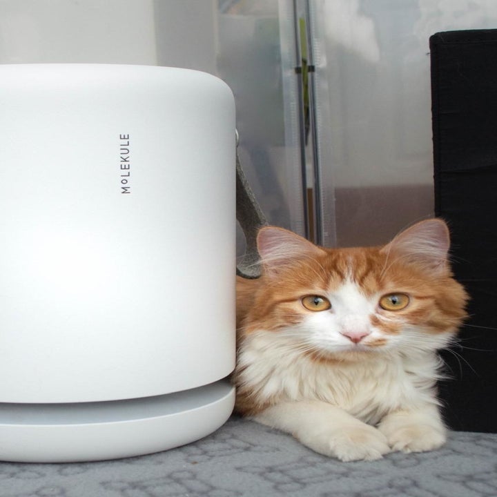 The air purifier next to a cat