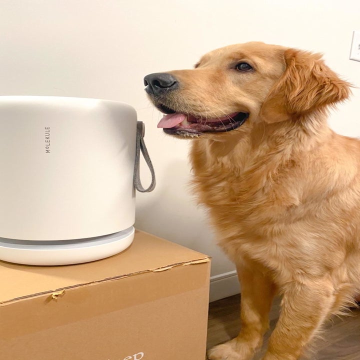 The air purifier next to a dog