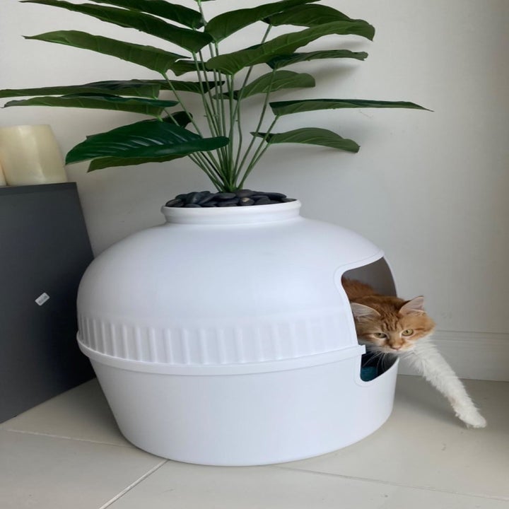 A cat stepping out of the cat box