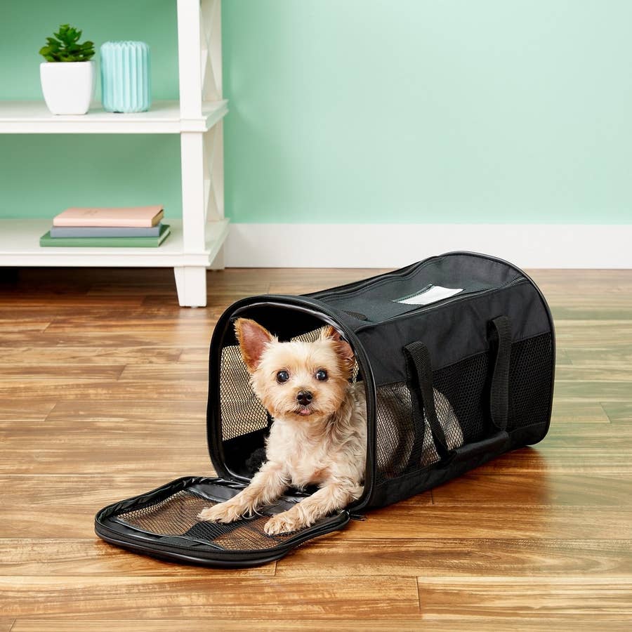 15 things every dog owner needs from Chewy