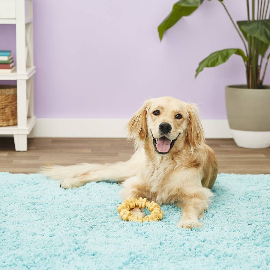 15 things every dog owner needs from Chewy