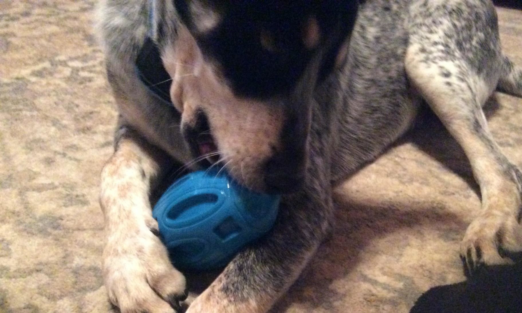 Reviewer&#x27;s dog chewing on the toy