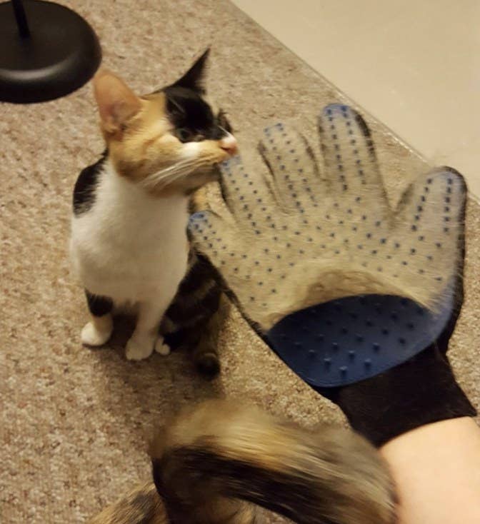 Reviewer is holding hand out with blue grooming glove full of hair on it while a cat sniffs it