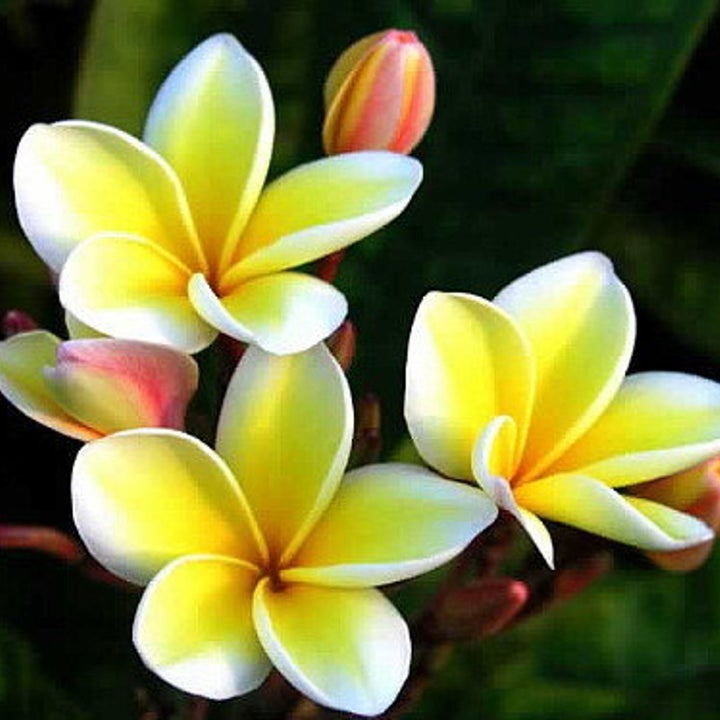 Close up of Thailand yellow plumeria flowers