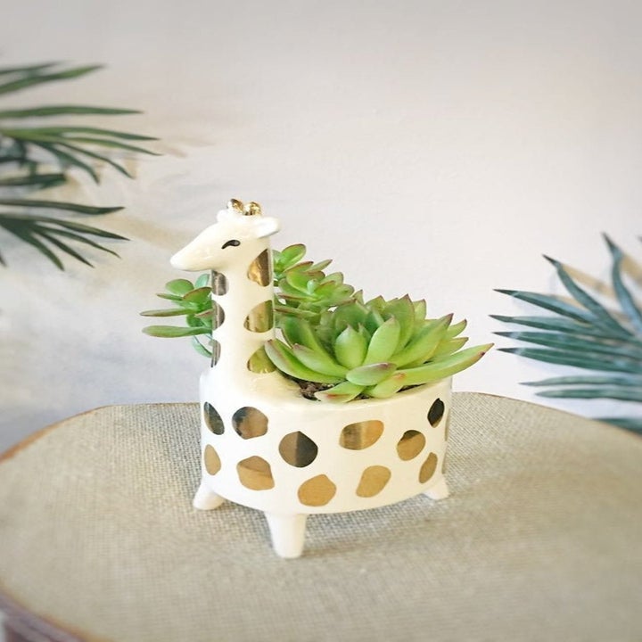 20 Best Etsy Plant Shops Every Plant Parent Will Love