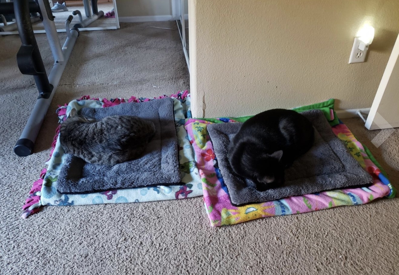 Reviewer photo of two cats sleeping on their own self-warming mats