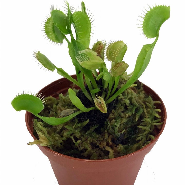 Live potted Venus flytrap plant
