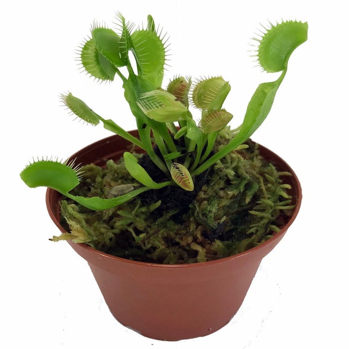 20 Best Etsy Plant Shops Every Plant Parent Will Love