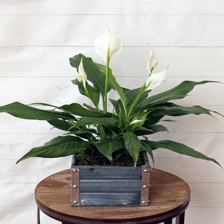 20 Best Etsy Plant Shops Every Plant Parent Will Love