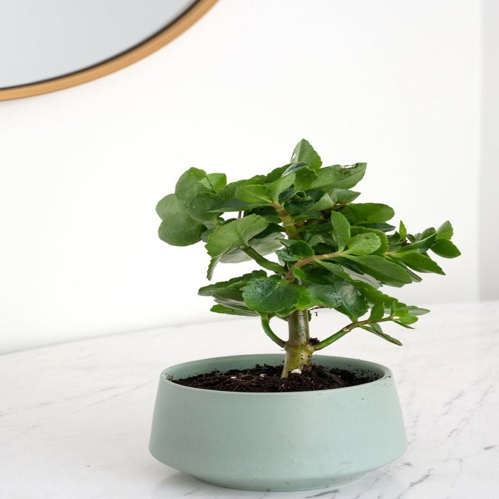 Live kalanchoe plants in a pastel blue ceramic planter