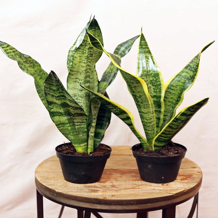 20 Best Etsy Plant Shops Every Plant Parent Will Love