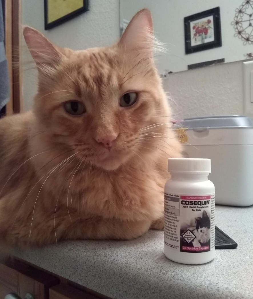 Reviewer photo of an orange cat sitting next to joint supplements