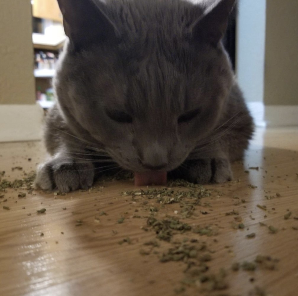 Reviewer photo of a cat licking catnip off the floor