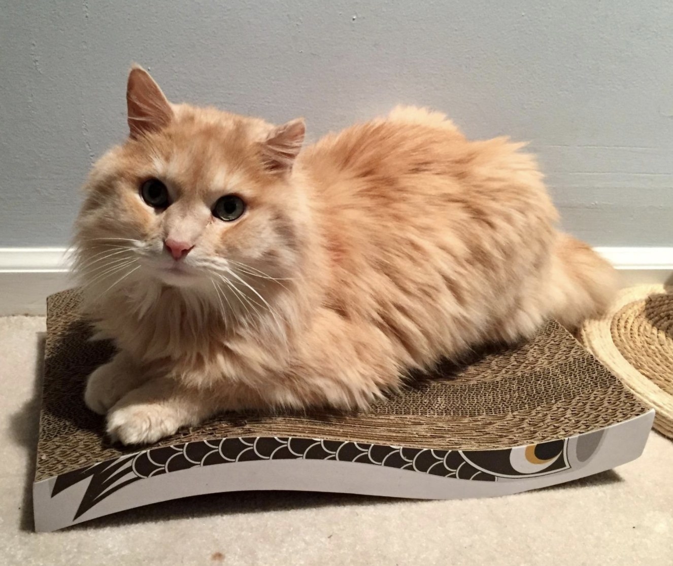 Reviewer photo of an orange cat sitting on top of a cardboard cat scratcher