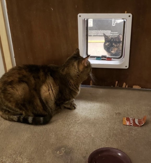 A cat staring at another cat through a cat door