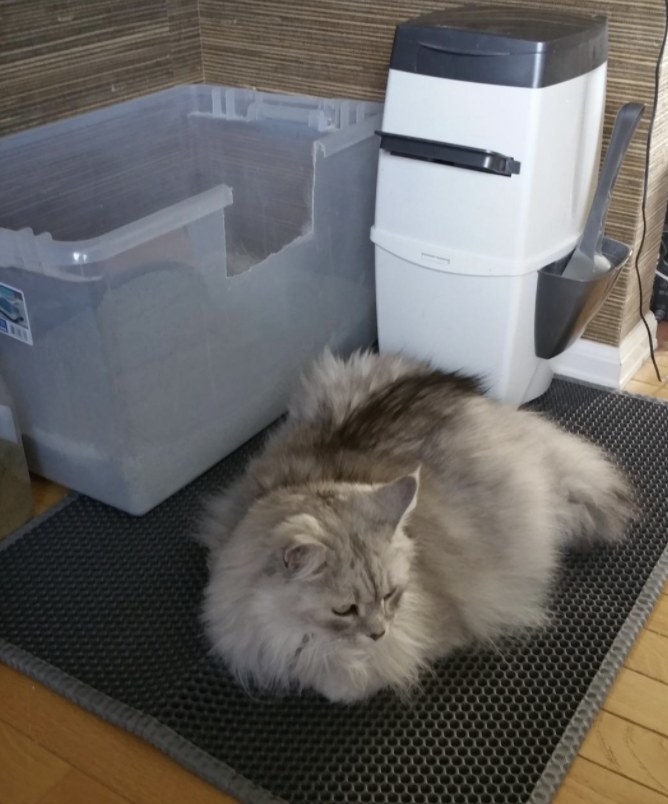 A fluffy cat laying on a cat litter mat