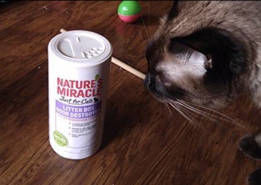 A cat looking at a bottle of litter box odor destroyer