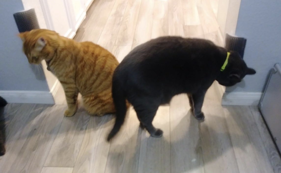 Two cats using two self groomers attached to the wall
