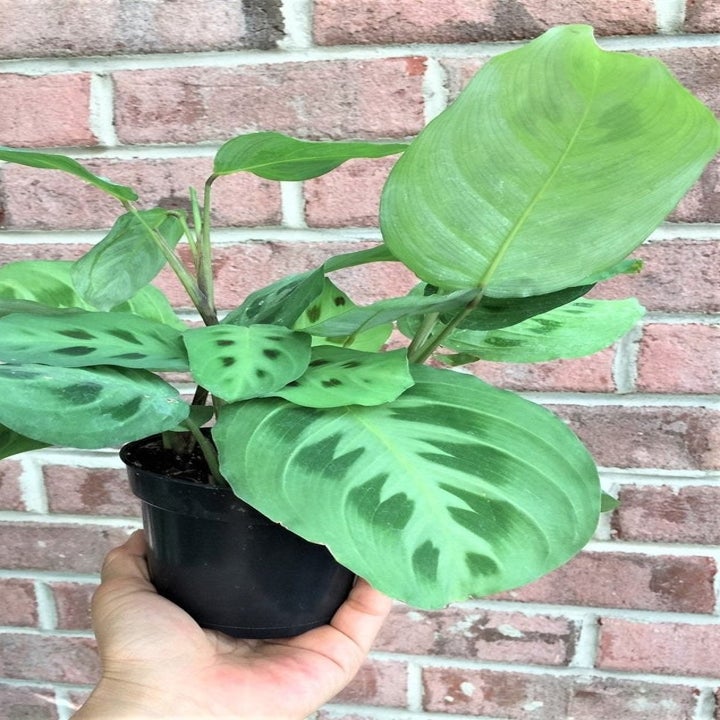 A hand holding a small, leafy maranta plant